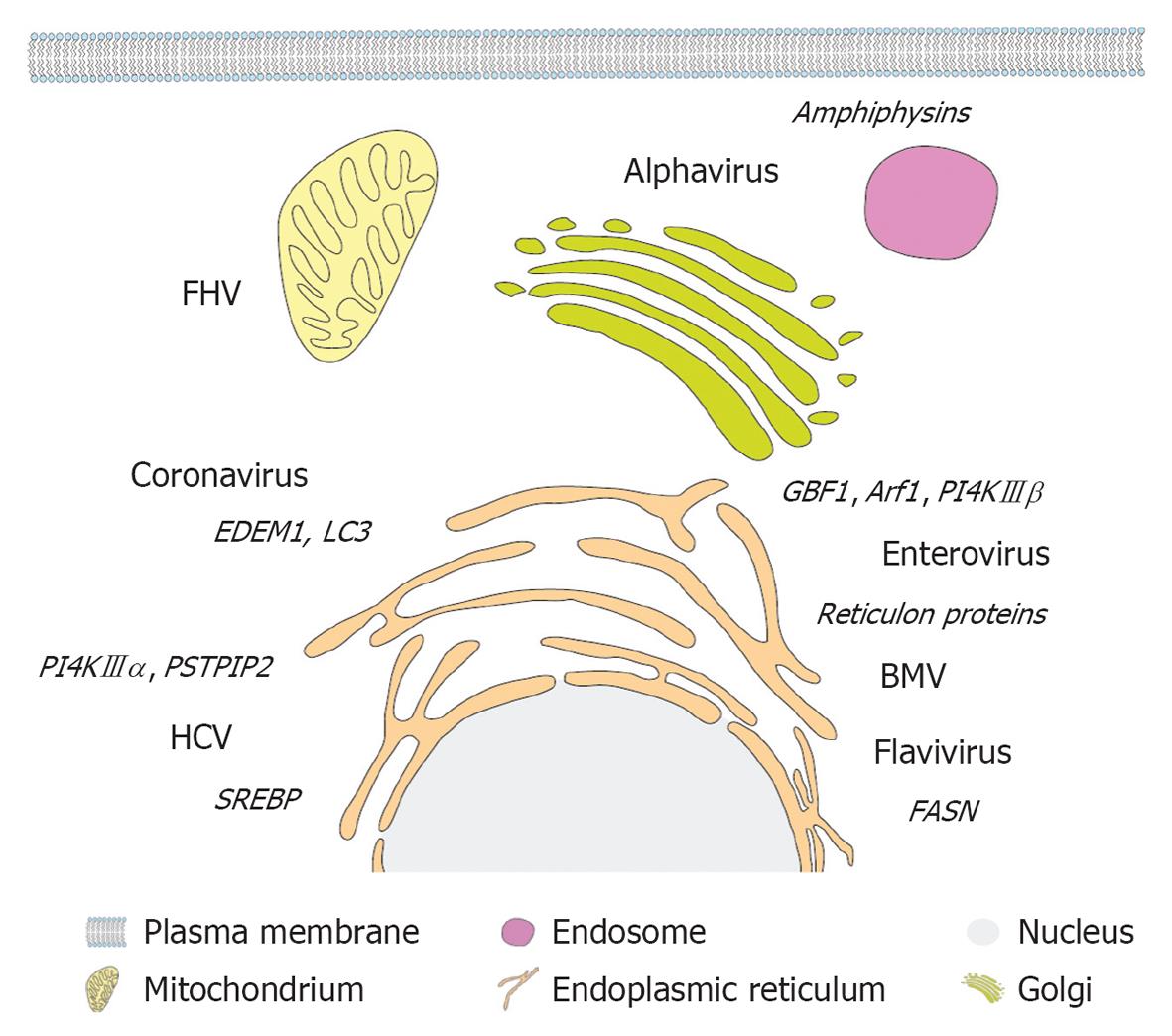 Architecture And Biogenesis Of Plus Strand Rna Virus Replication Factories