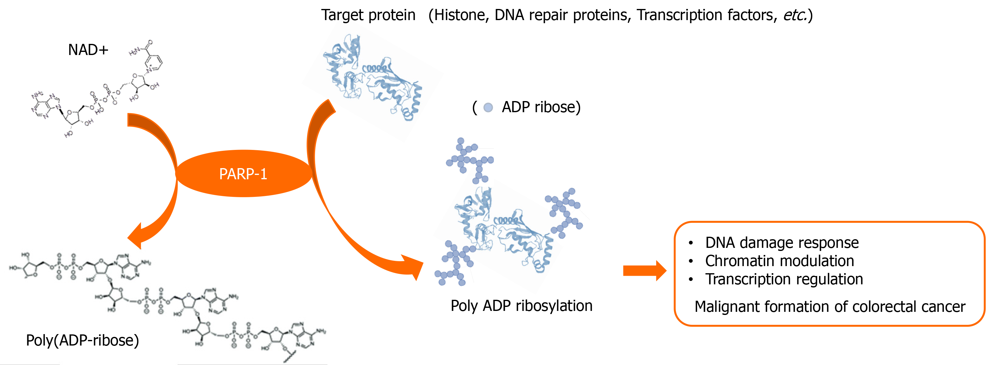 Poly Adenosine Diphosphate Ribosylation A Promising Target For Colorectal Cancer Treatment