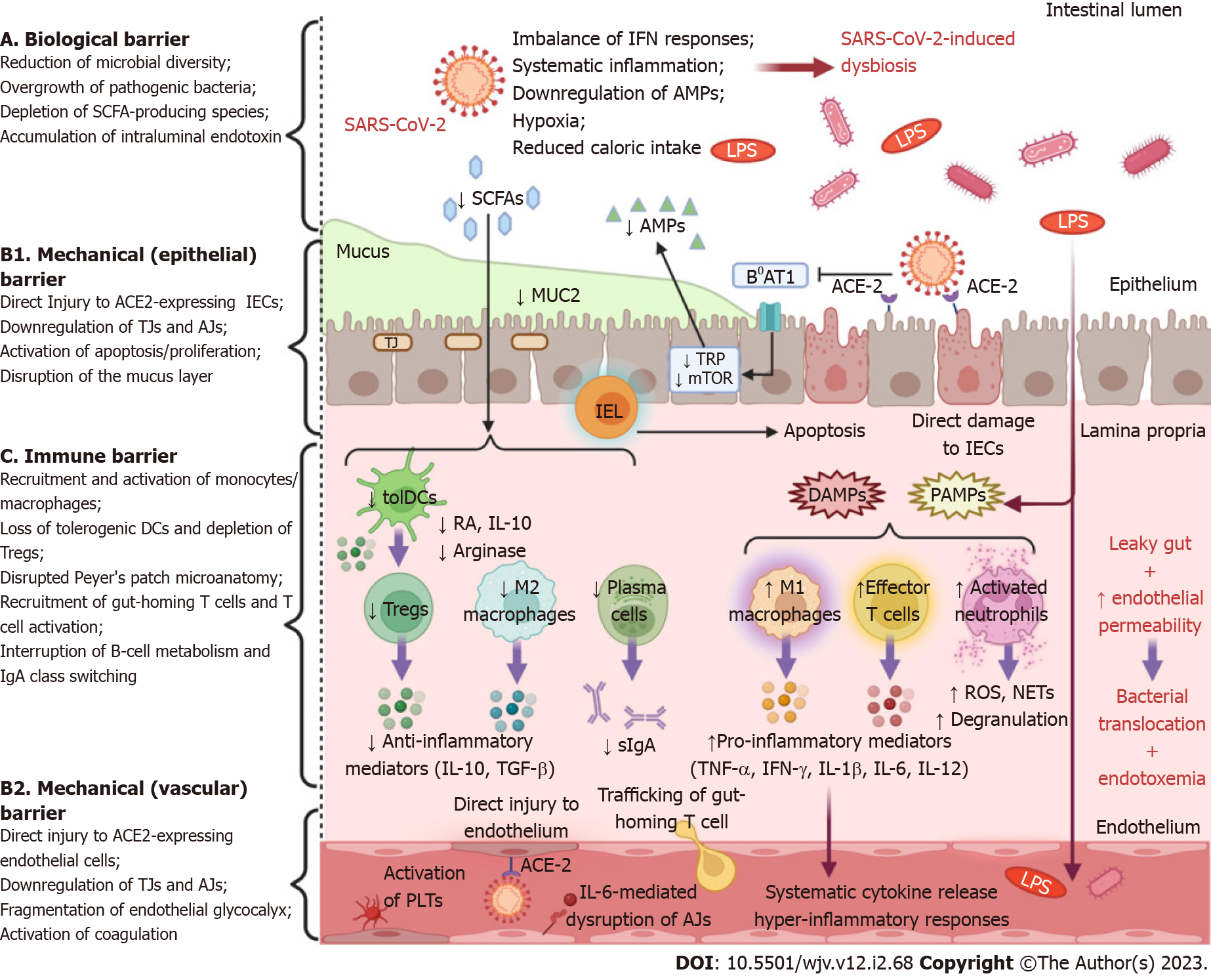 High body temperature increases gut microbiota-dependent host resistance to  influenza A virus and SARS-CoV-2 infection