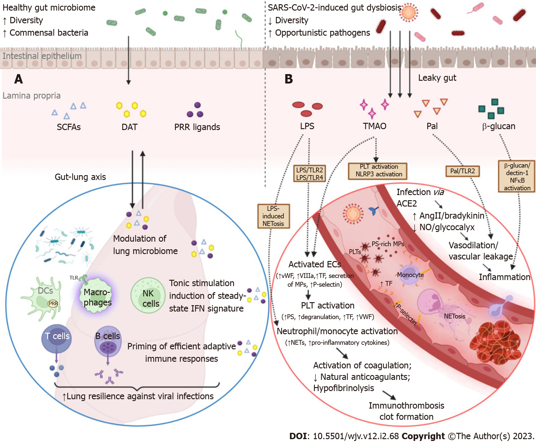 High body temperature increases gut microbiota-dependent host resistance to  influenza A virus and SARS-CoV-2 infection