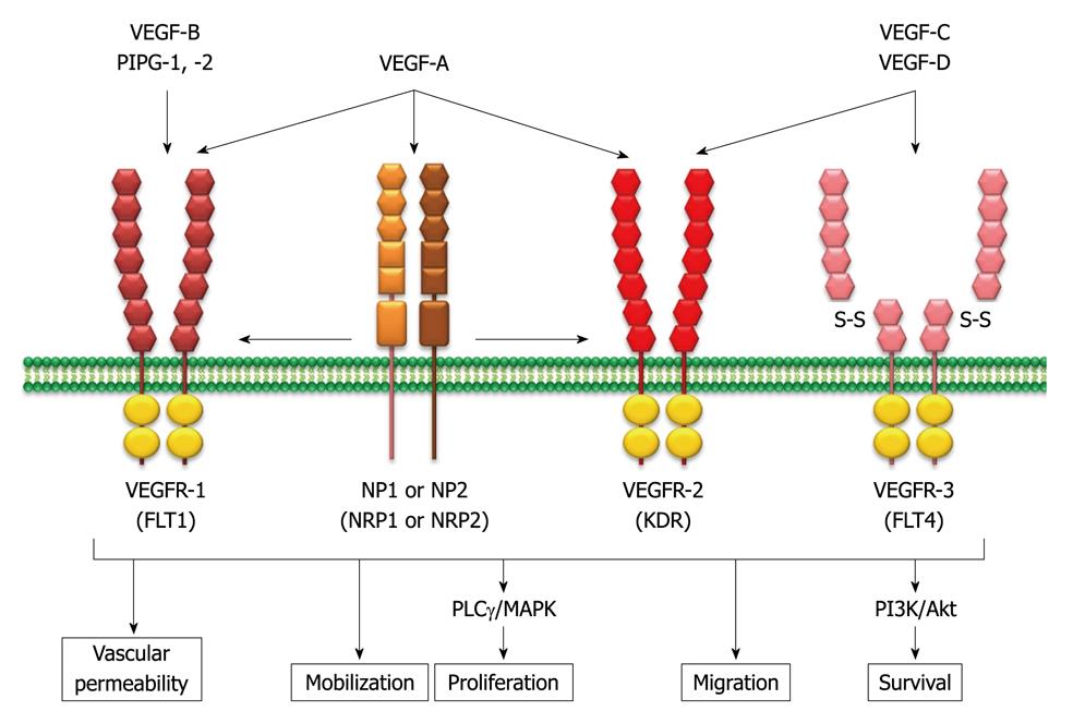 Therapeutic targeting of HGF/c-Met pathway. c-Met pathway 