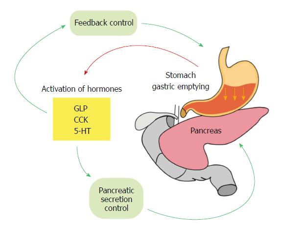 Gastric Hormones Chart