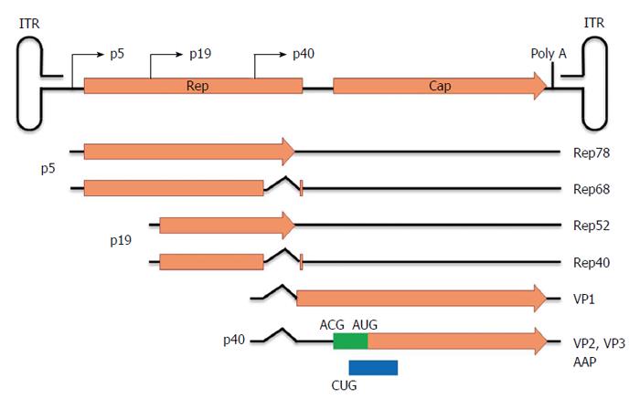 Distinct features of AV, AAV and LV vectors. AdV, AAV and LV vectors