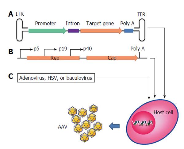 Human Gene Expression Vectors