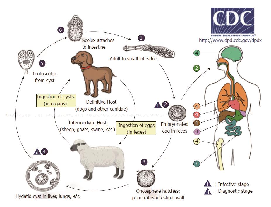 how do humans get infected with echinococcus granulosus