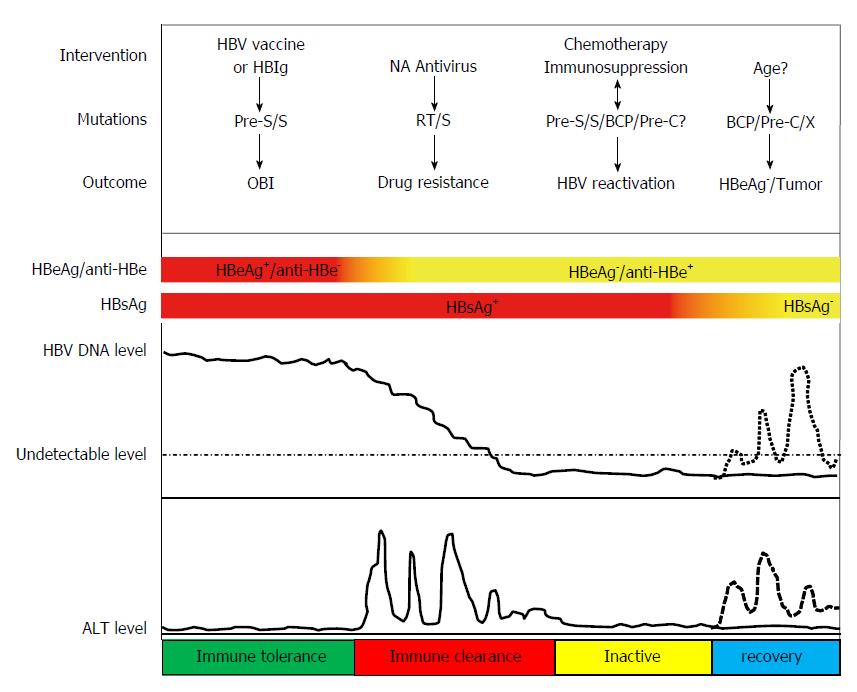 Genetic Variation Of Hepatitis B Virus And Its Significance - 