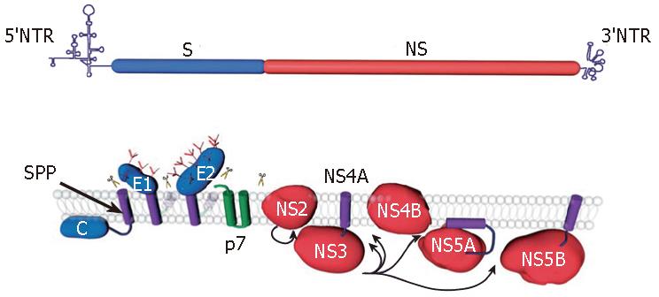 Hepatitis C virus proteins