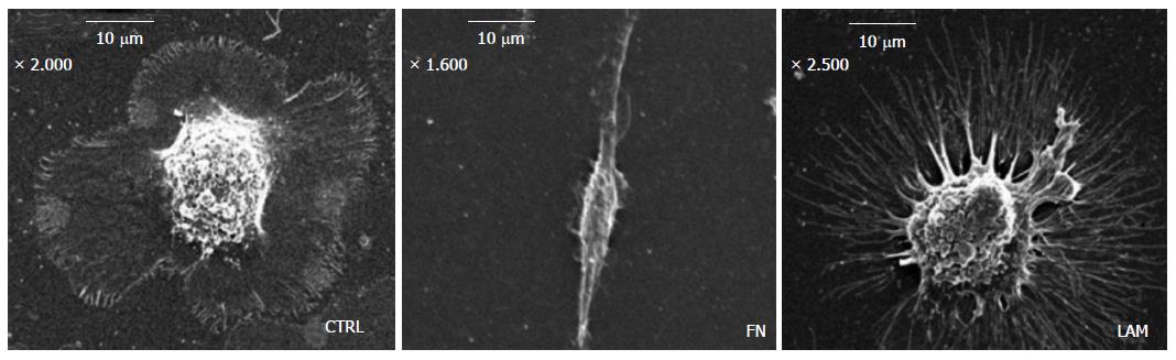 dendritic cell microscope