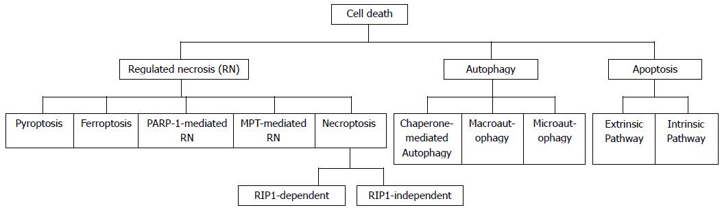 Necroptosis An Emerging Type Of Cell Death In Liver Diseases