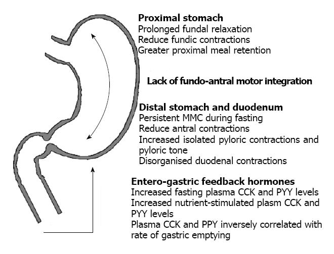 proximal vs distal stomach