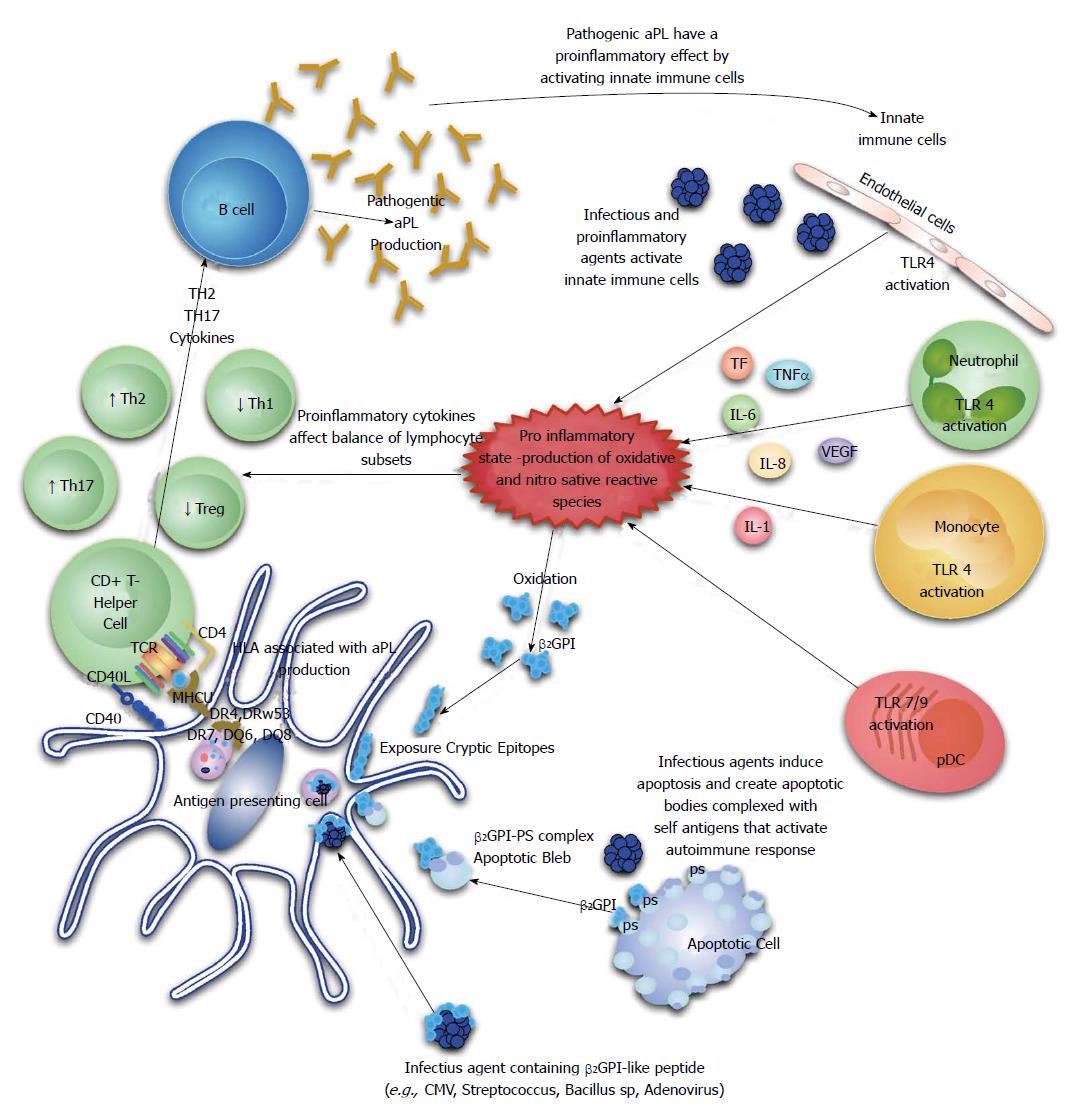 Plasminogen activator inhibitor-1 production is pathogenetic in