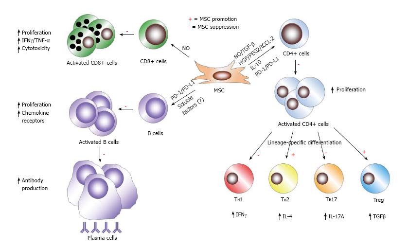 Mesenchymal stem cells: immunobiology and role in immunomodulation