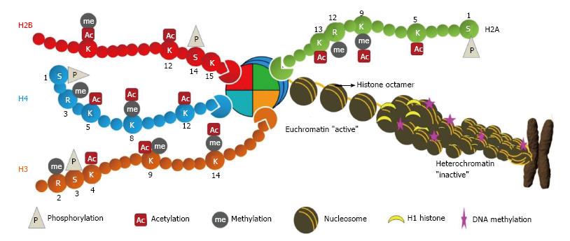 Histone Modification Chart