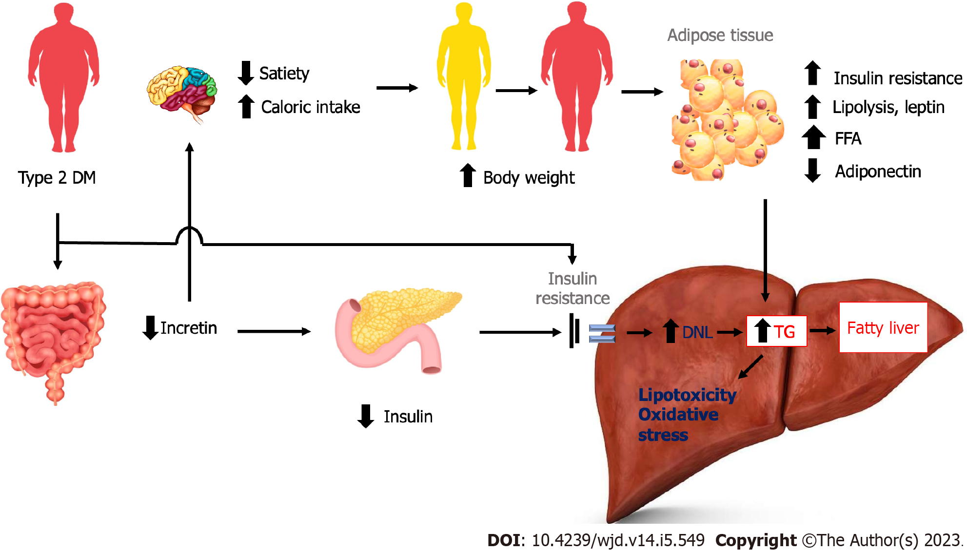 Diabetes And Fatty Liver Involvement Of Incretin And Its Benefit For Fatty Liver Management