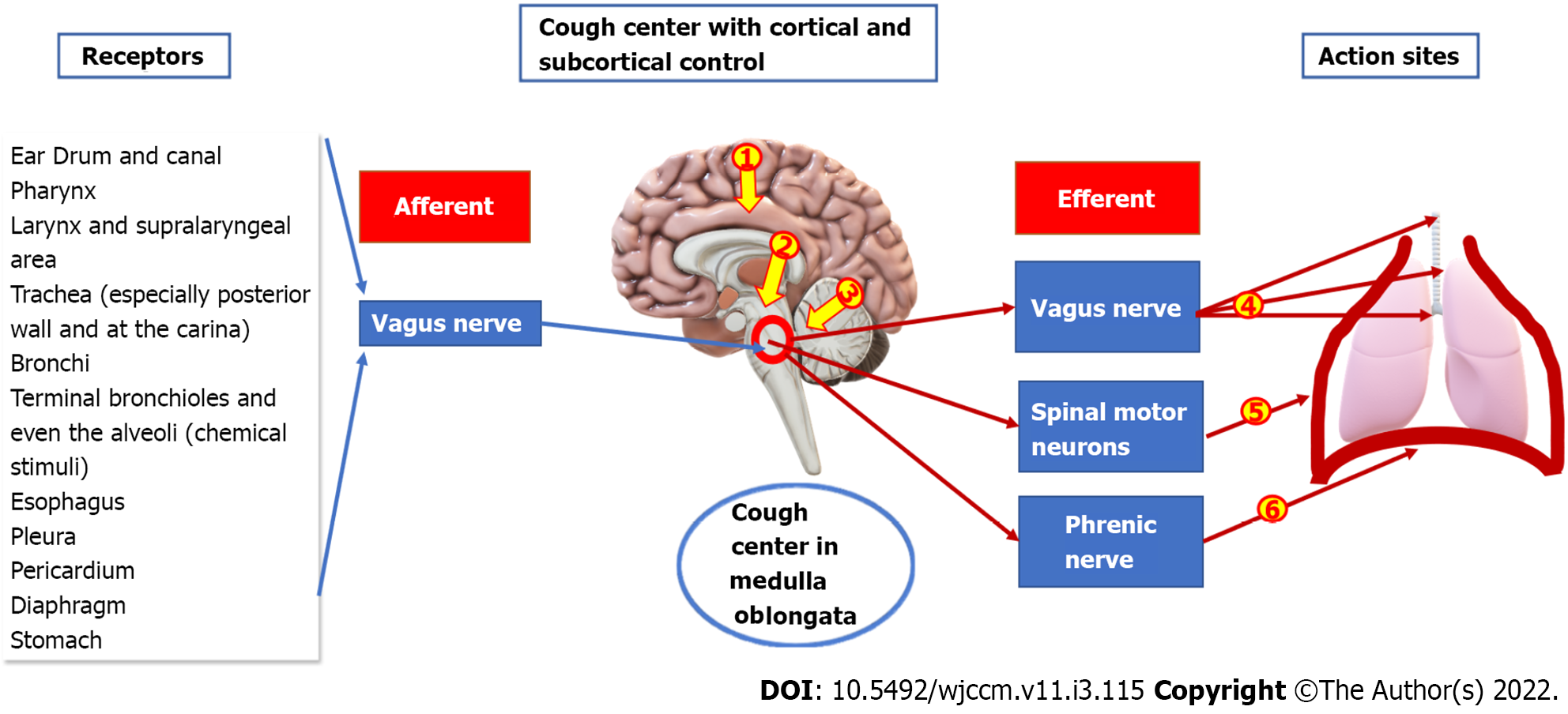 Transcutaneous Electrical Nerve Stimulation as a Treatment for Neuropathic  Cough: A Tolerability and Feasibility Study