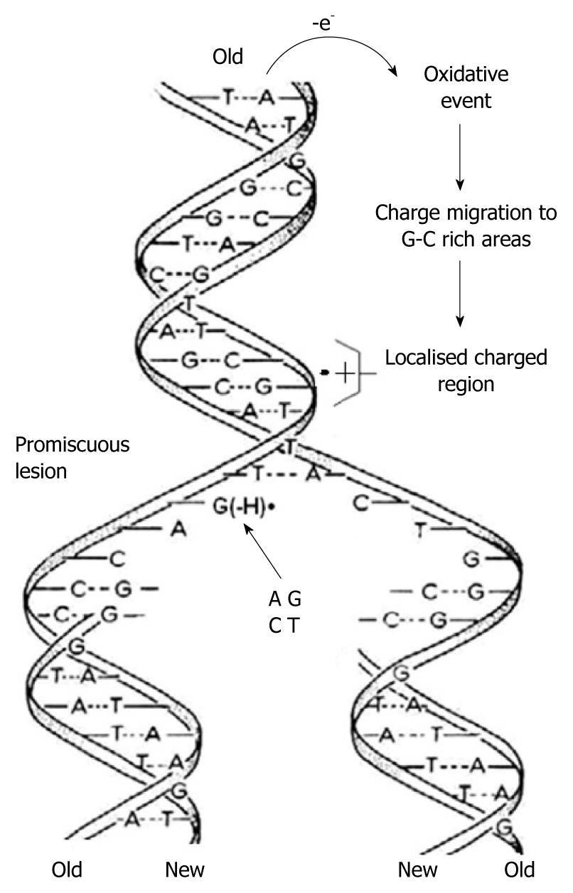 Molecular mechanism of base pairing infidelity during DNA duplication ...