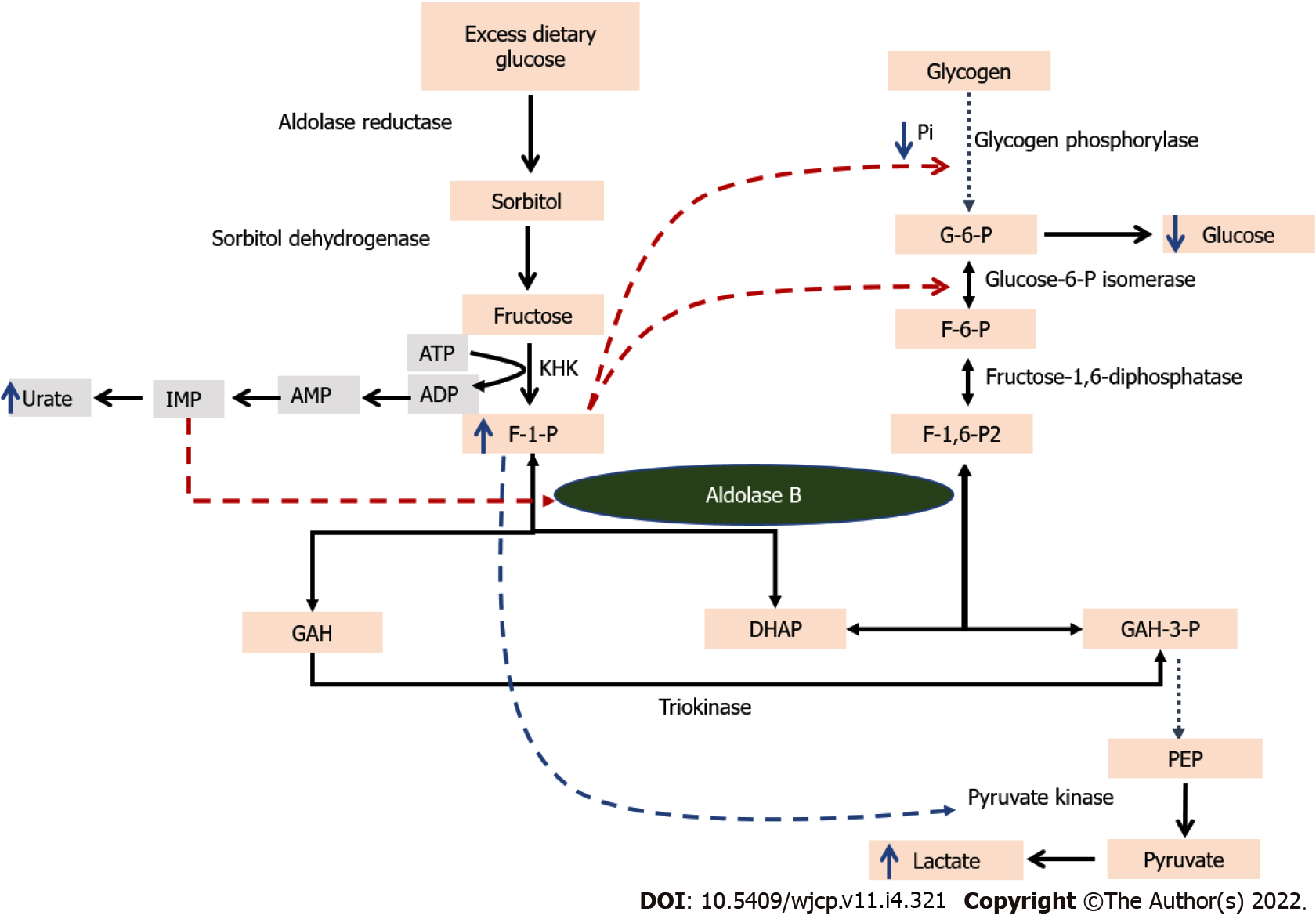 Hereditary fructose intolerance: A comprehensive review