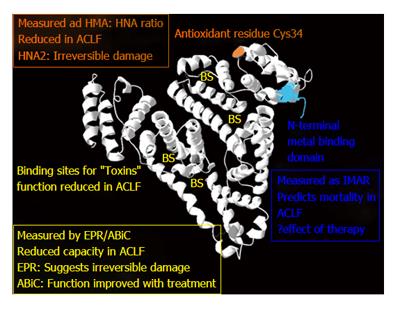 Human albumin solution for patients with cirrhosis and acute on chronic