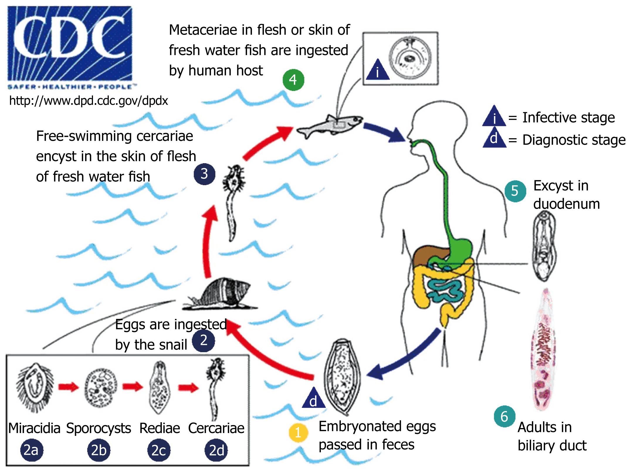 opisthorchis felineus life cycle