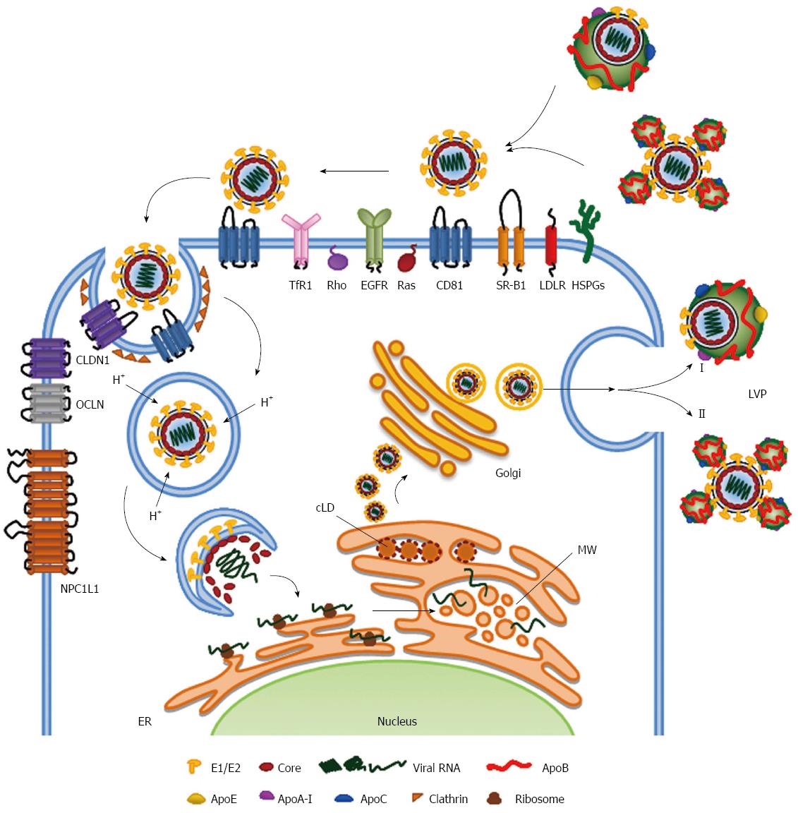 Hepatitis C Virus Life Cycle   WJG 22 1953 G001 