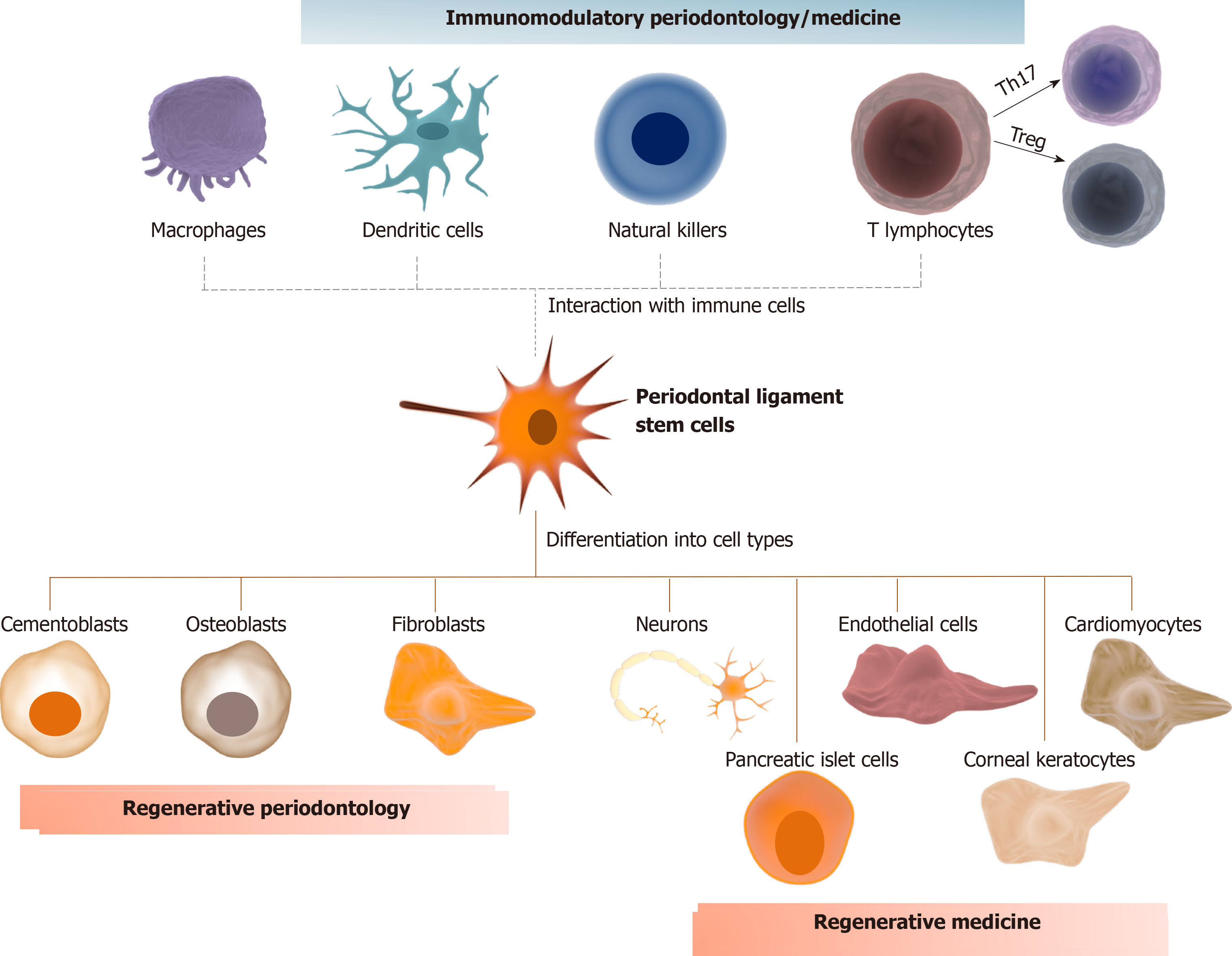 Periodontal Ligament Stem Cells