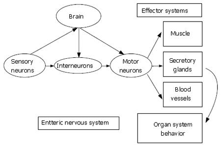 Viscerosomatic Chart