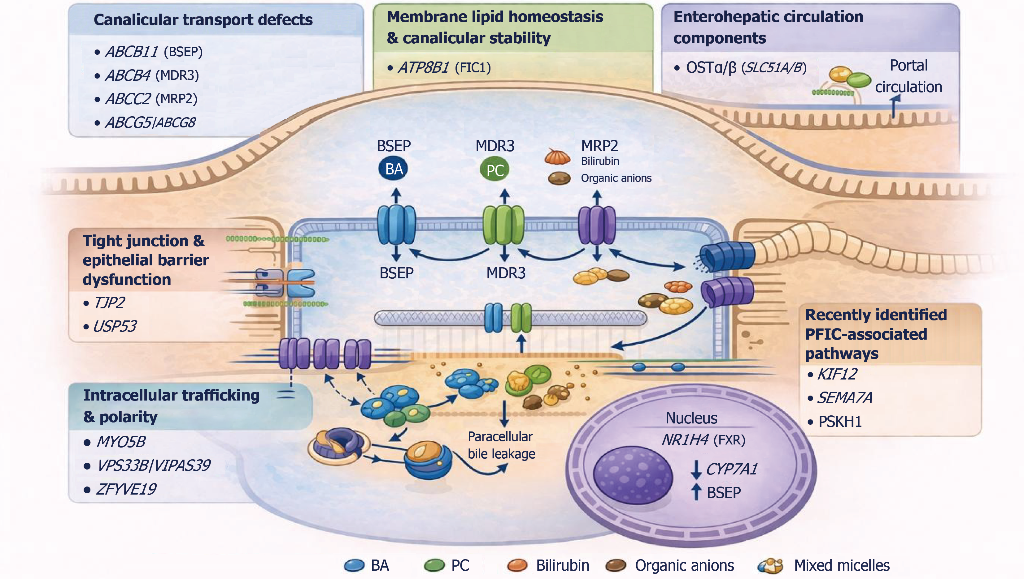 Progressive familial intrahepatic cholestasis: From childhood to
