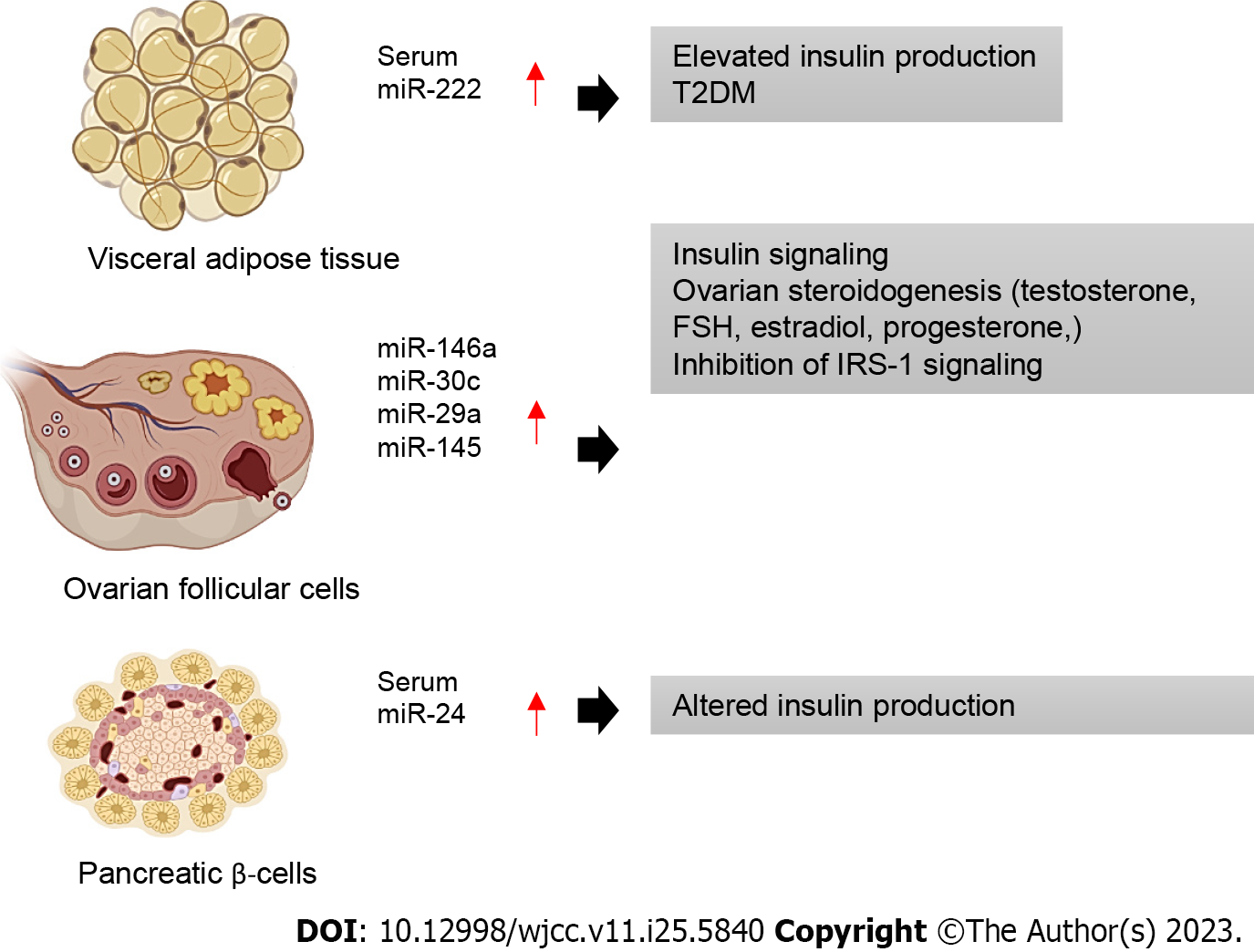 Over-expression of miR-34c leads to early-life visceral fat