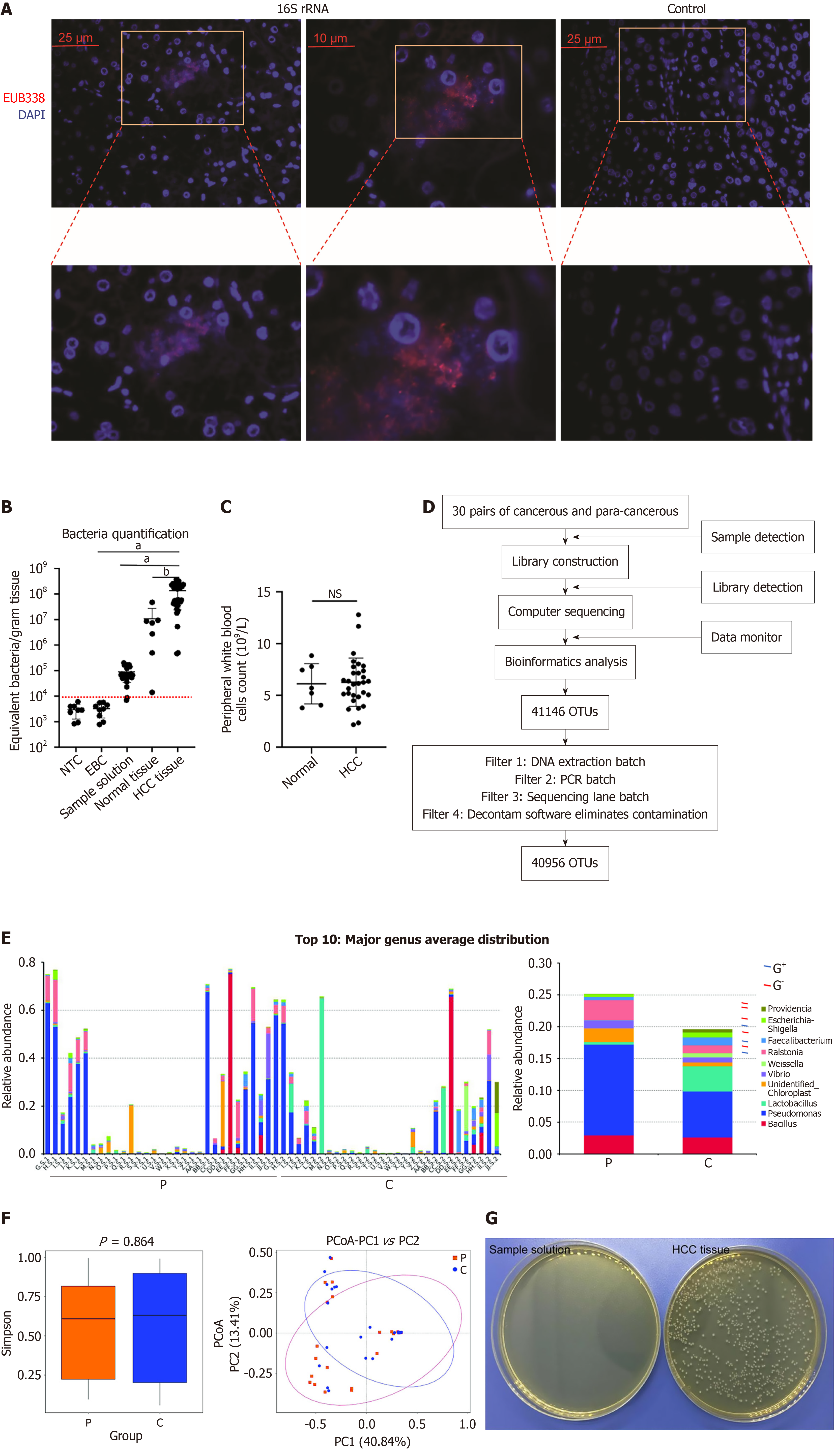 Gram-negative bacteria and endotoxins promote hepatocellular