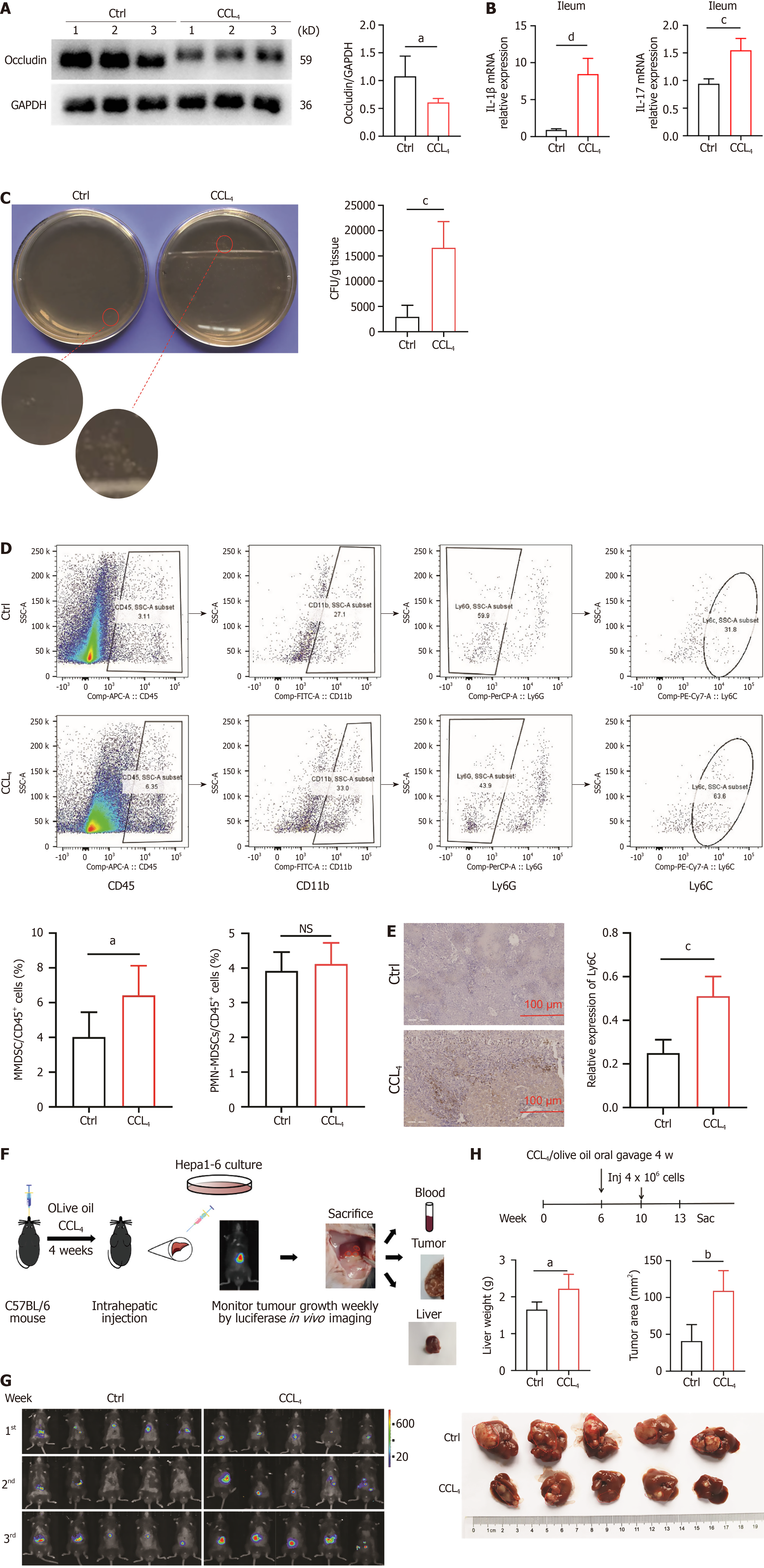 Gram-negative bacteria and endotoxins promote hepatocellular