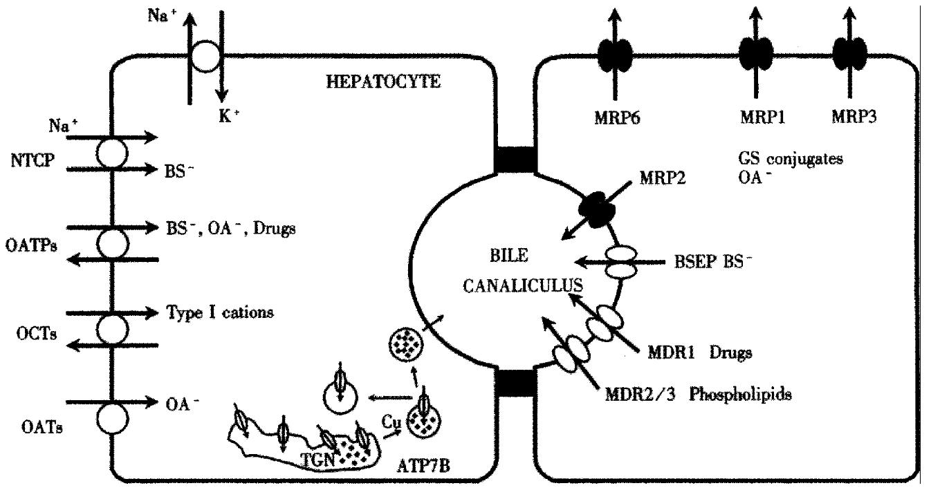 Hepatocellular Transport Proteins And Their Role In Liver Disease