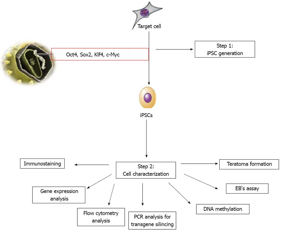 embryonic stem cell diagram