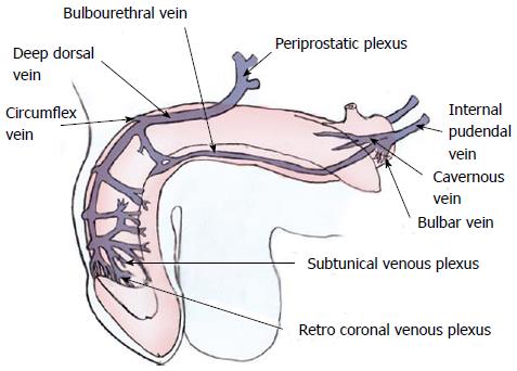 under of Deep penis vein