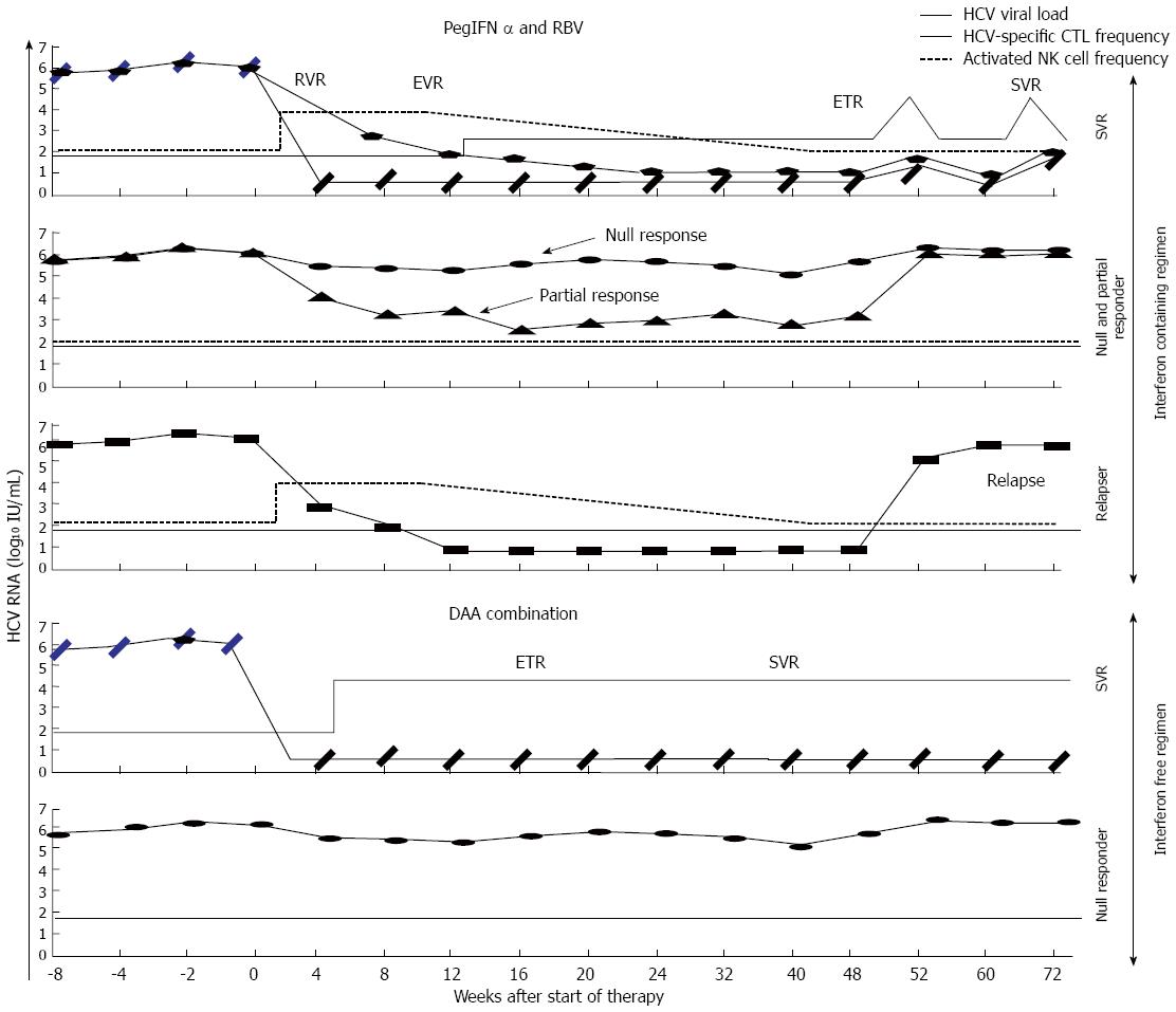 Hcv Viral Load Chart