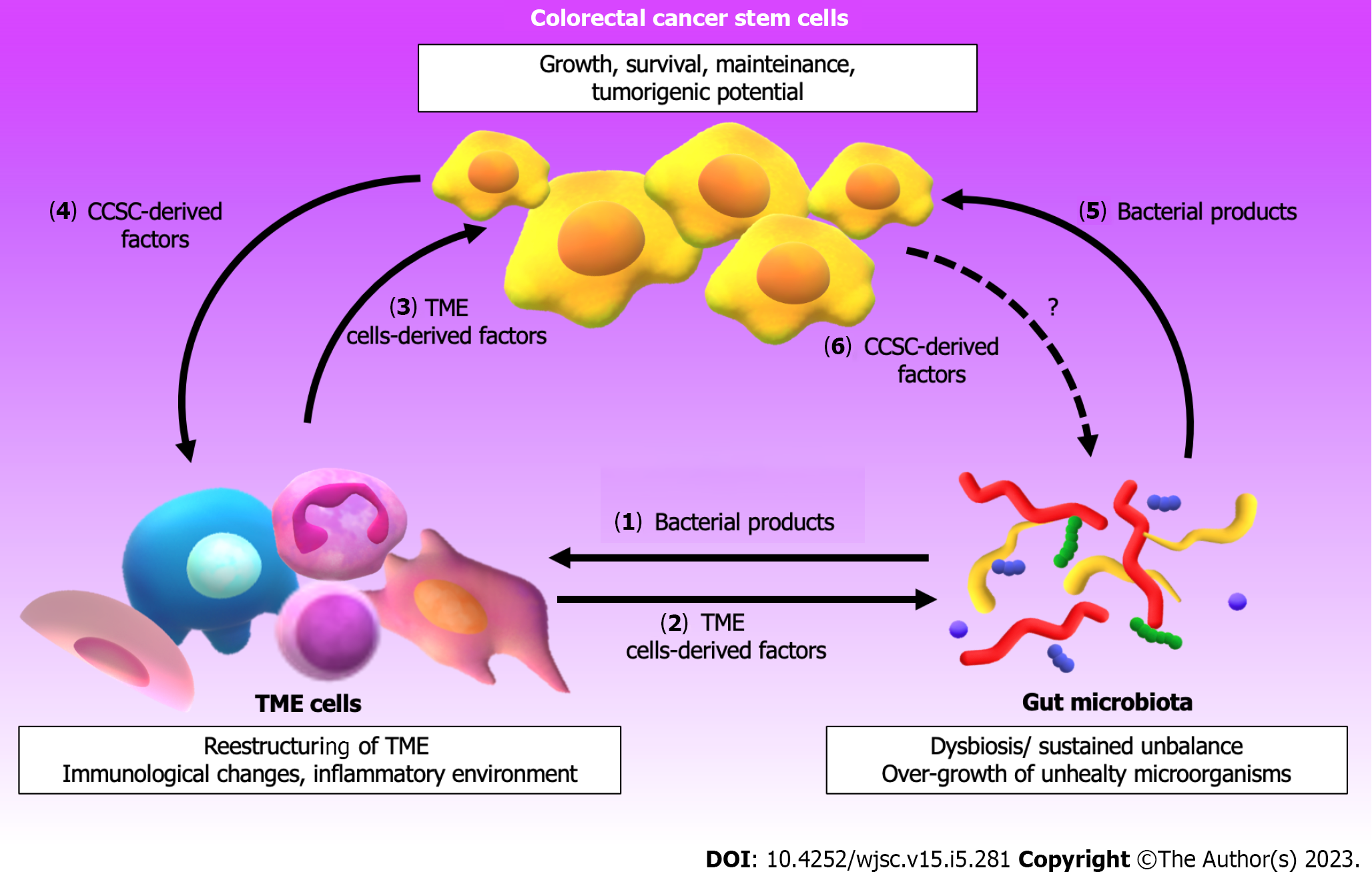 Frontiers  Resolving the Paradox of Colon Cancer Through the Integration  of Genetics, Immunology, and the Microbiota