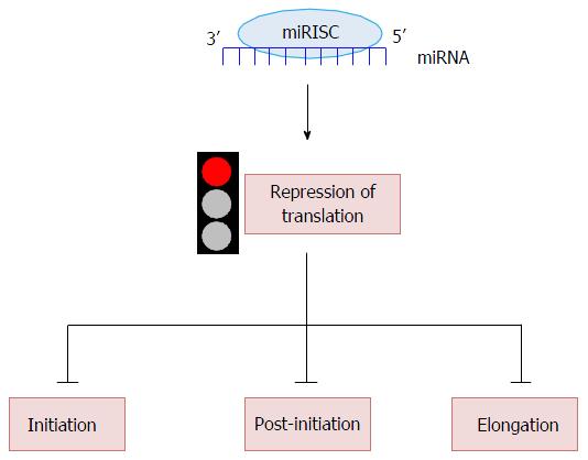 Role Of Micrornas In Translation Regulation And Cancer