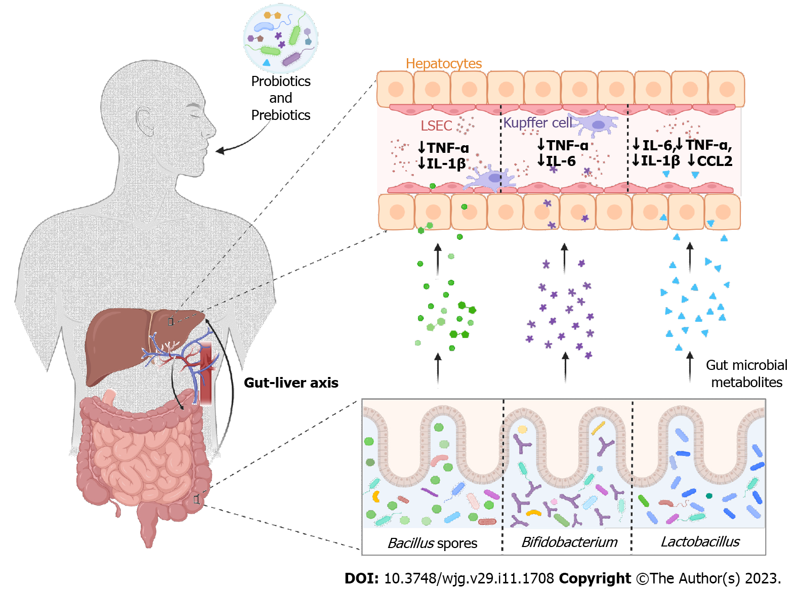 Gut Microbiome Therapeutic Modulation To Alleviate Drug Induced Hepatic