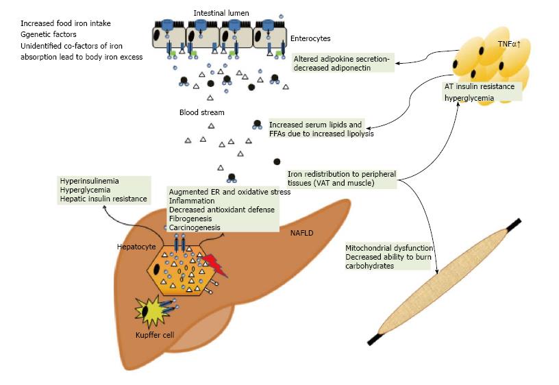 Dysregulation Of Iron And Copper Homeostasis In Nonalcoholic Fatty Liver