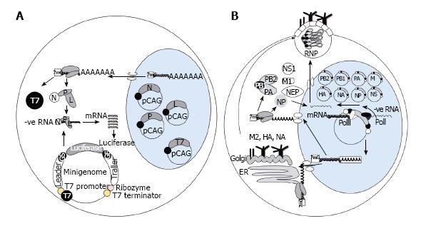 Reverse Genetics Unlocking The Secrets Of Negative Sense Rna Viral Pathogens