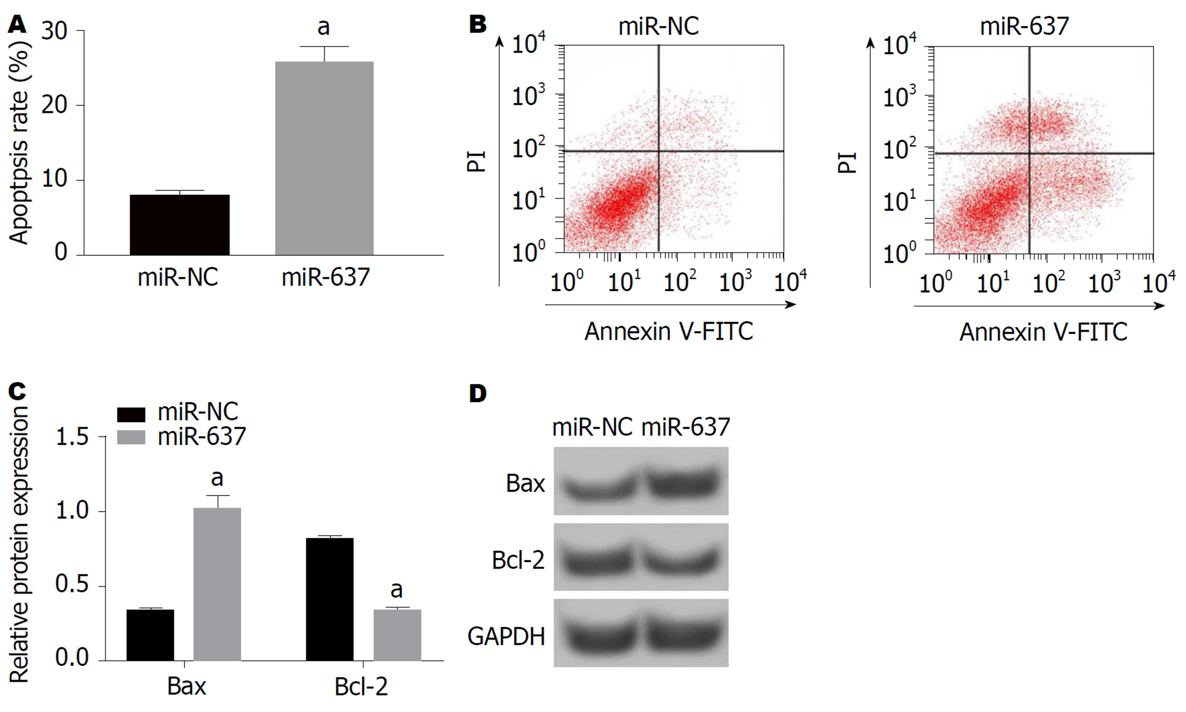 miR-637靶向ERBB3对胃癌细胞迁移、侵袭及凋亡的影响及分子机制研究