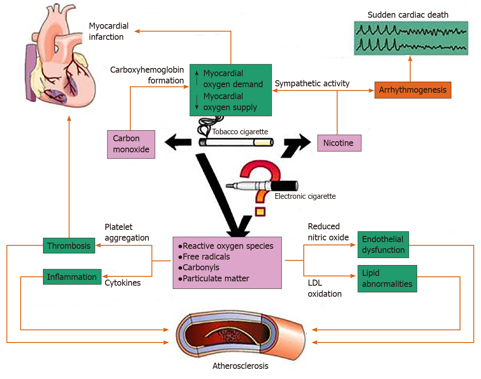 Active Tobacco Smoking Impairs Cardiac Systolic Function