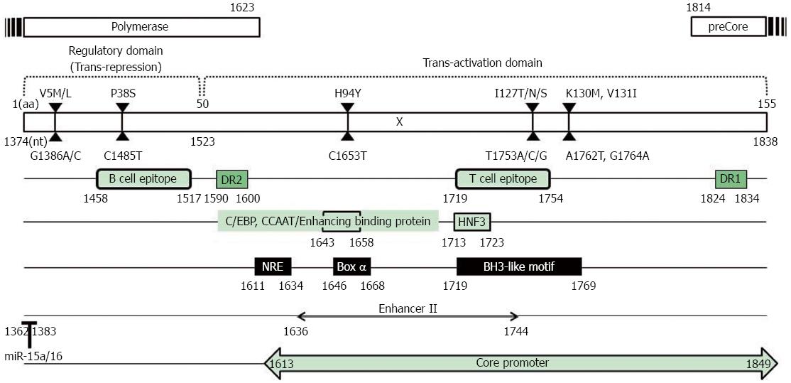 X Region Mutations Of Hepatitis B Virus Related To Clinical Severity