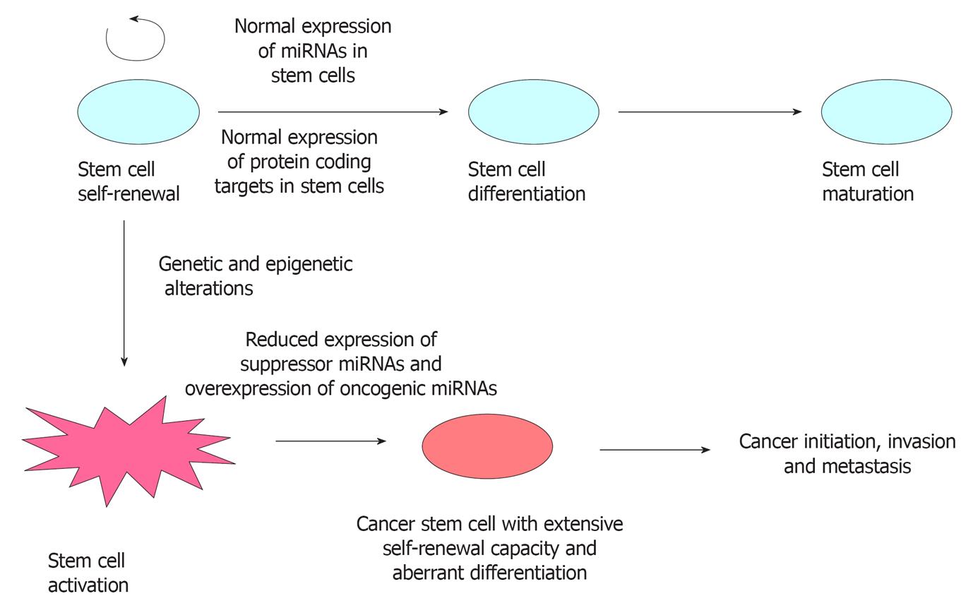 A Genetic Screen Implicates miRNA-372 and miRNA-373 As Oncogenes in  Testicular Germ Cell Tumors: Cell