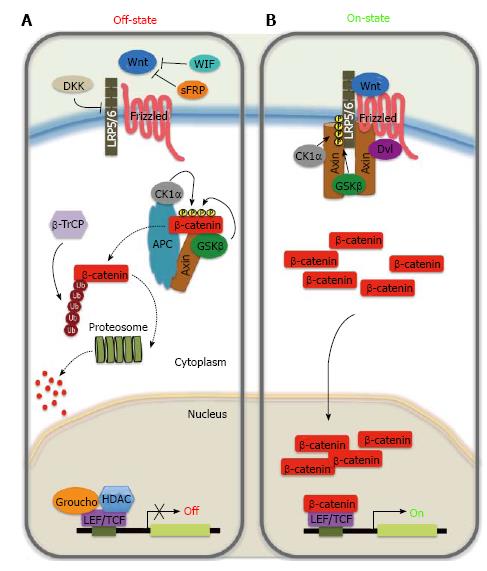 Role Of The Wnt Beta Catenin Pathway In Gastric Cancer An In Depth Literature Review