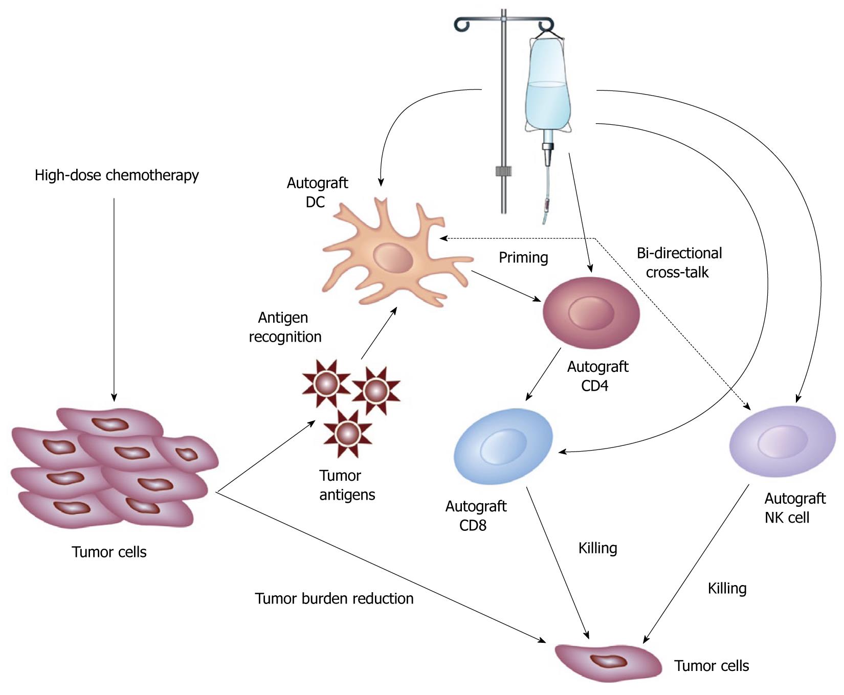 autologous stem cell transplant blog