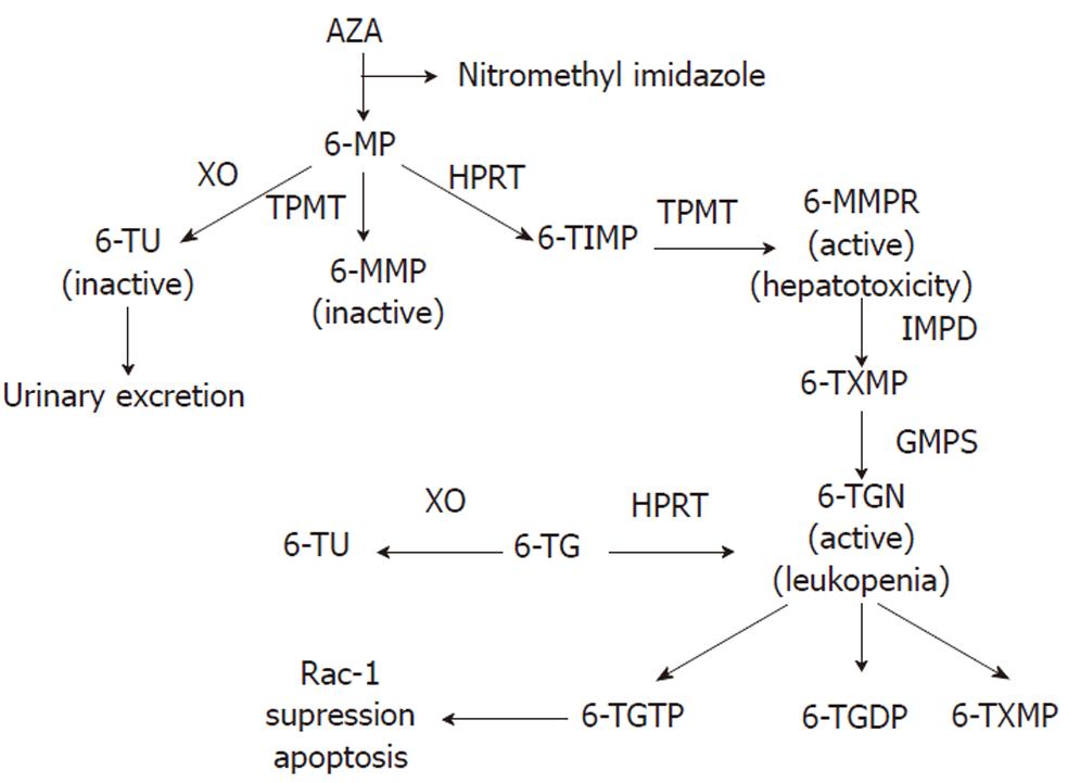 Optimizing 6 Mercaptopurine And Azathioprine Therapy In The Management Of Inflammatory Bowel Disease 