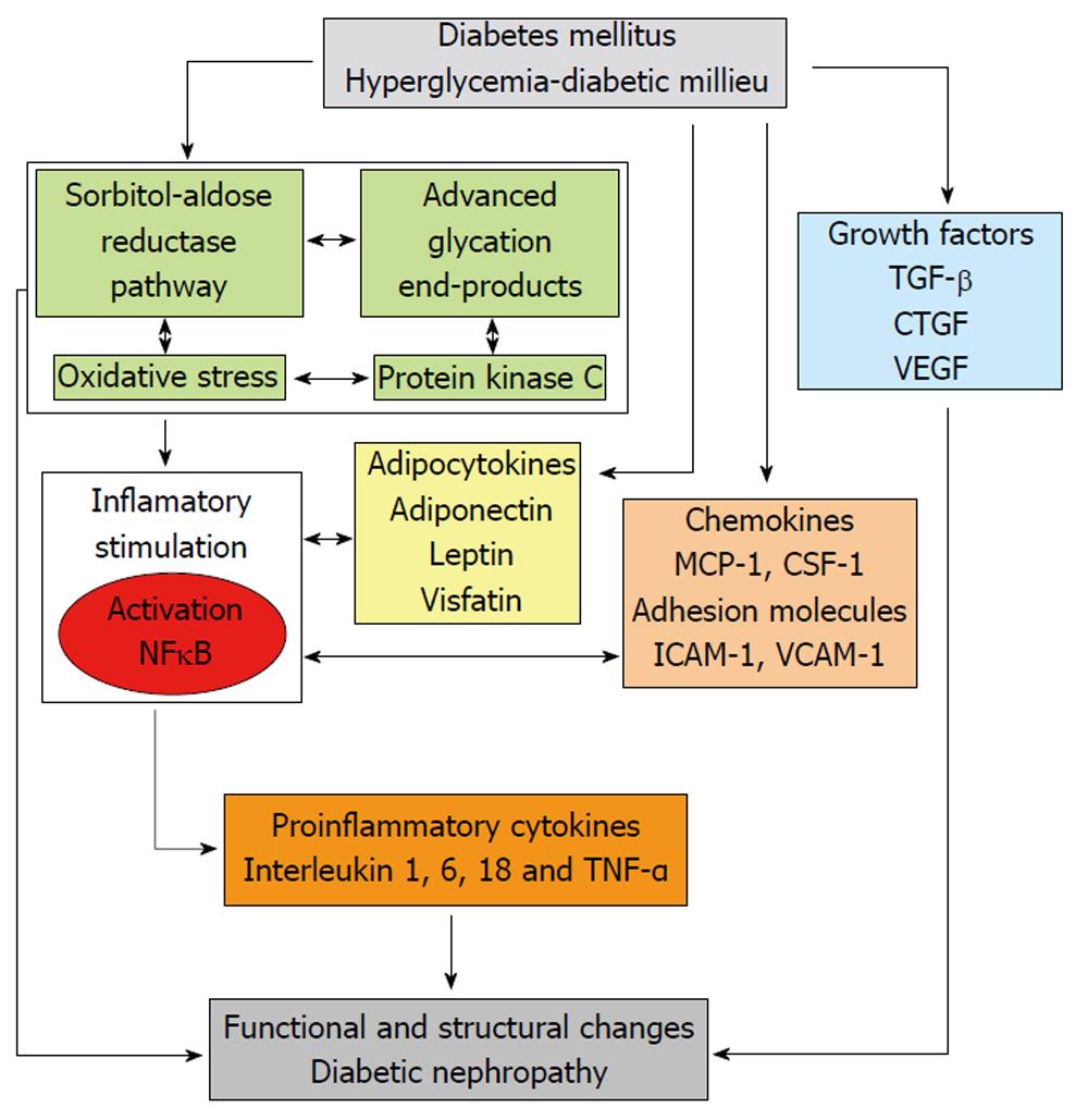 pathophysiology of diabetic nephropathy pdf)
