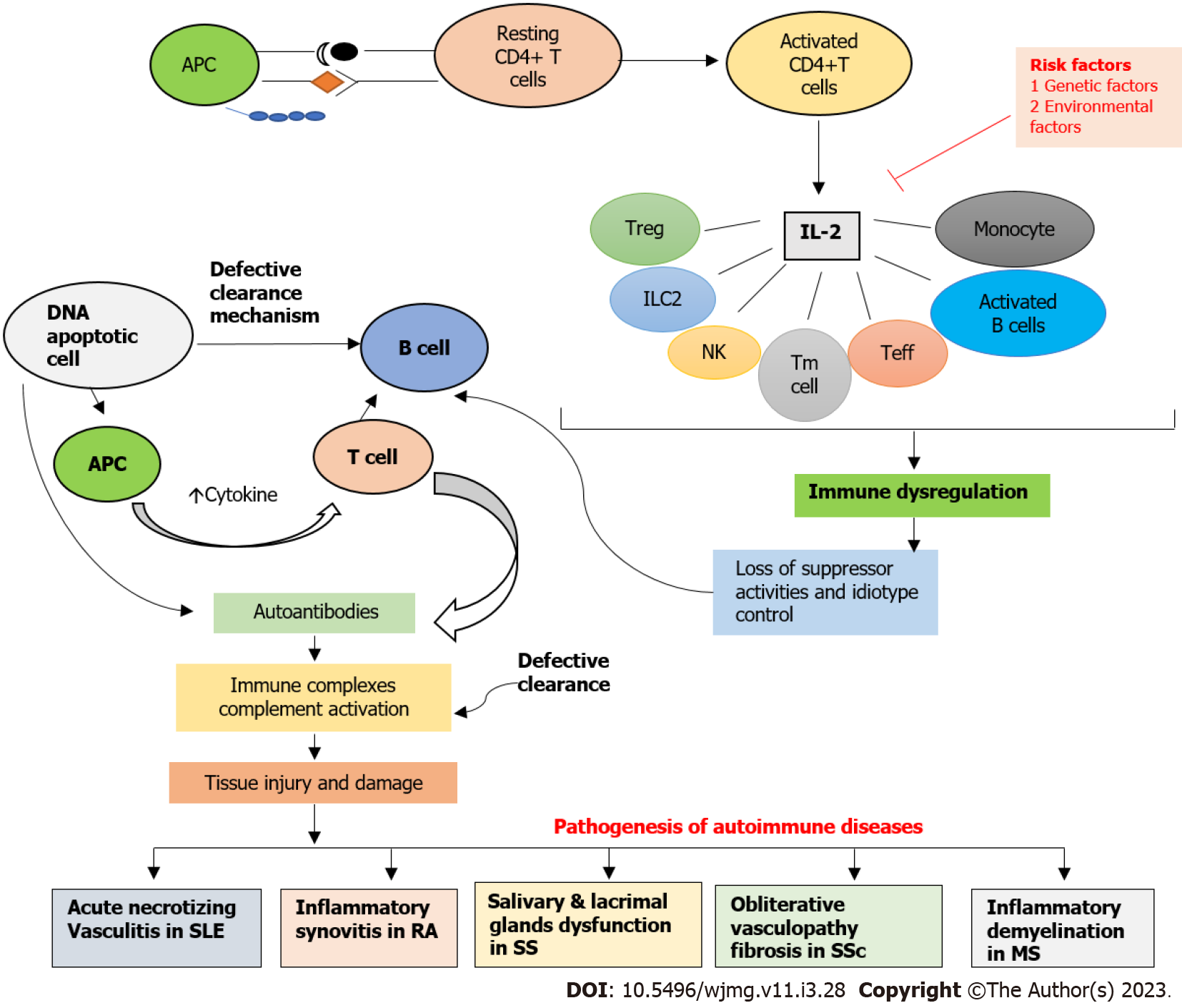 Role of IL2/IL2 receptor in pathogenesis of autoimmune disorders