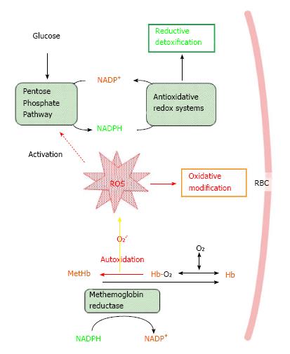 Oxidative Stress As A Potential Causal Factor For Autoimmune Hemolytic Anemia And Systemic Lupus Erythematosus