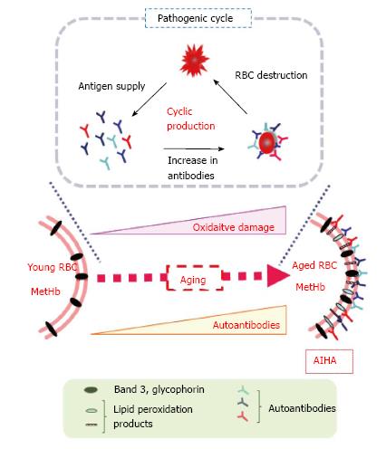 Oxidative stress as a potential causal factor for ...